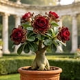 thumbnail image 1 of Desert Rose, Shade Plant for Gardens-Easy Grow-Low Maintenance-Ideal for Beds Borders, Plant Pots & Planters, 1 of 6