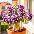 thumbnail image 1 of Desert Rose, Shade Plant for Gardens-Easy Grow-Low Maintenance-Ideal for Beds Borders, Plant Pots & Planters, 1 of 4