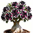 thumbnail image 1 of Desert Rose, Shade Plant for Gardens-Easy Grow-Low Maintenance-Ideal for Beds Borders, Plant Pots & Planters, 1 of 5