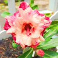 thumbnail image 1 of Desert Rose, Shade Plant for Gardens-Easy Grow-Low Maintenance-Ideal for Beds Borders, Plant Pots & Planters, 1 of 4