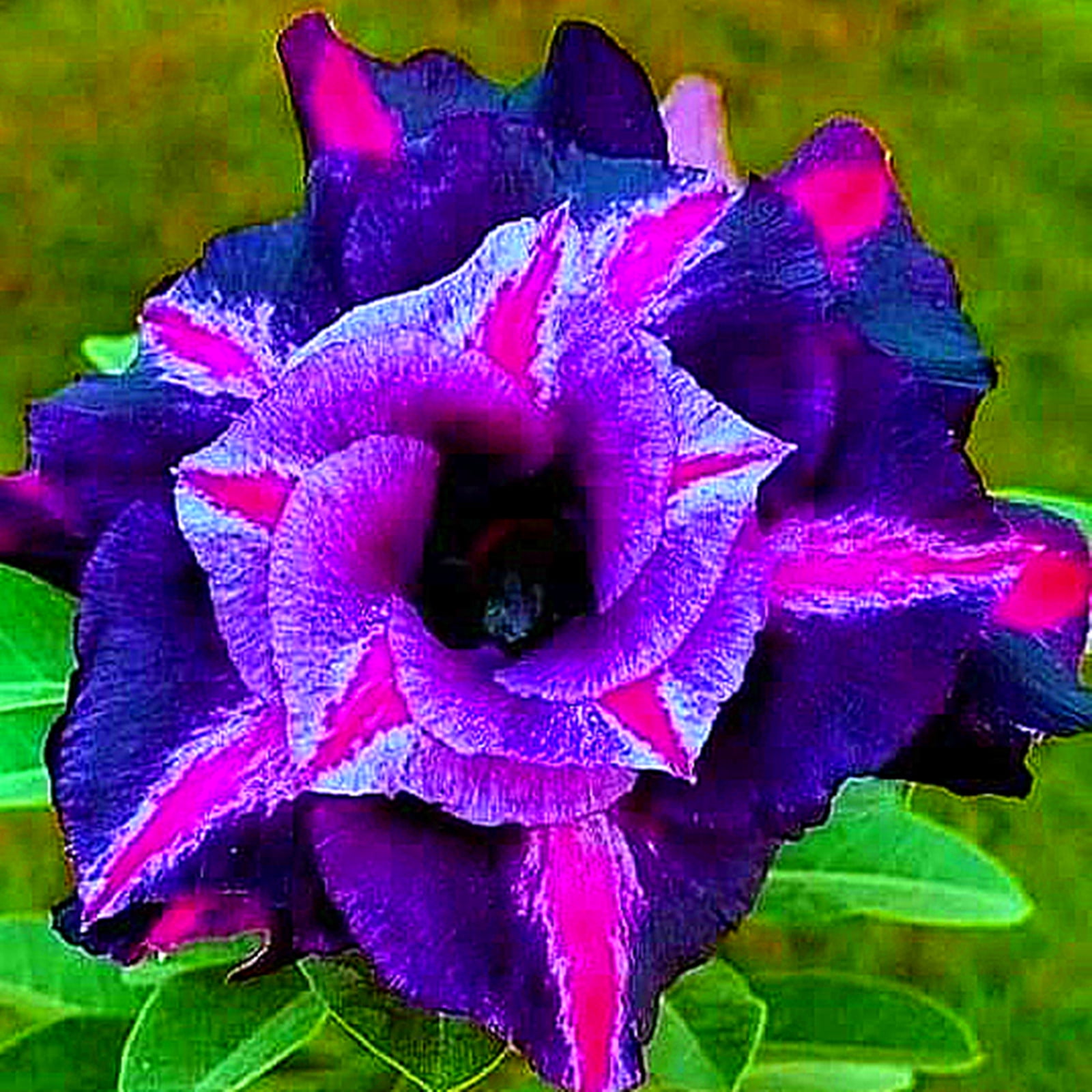 Top Desert Rose