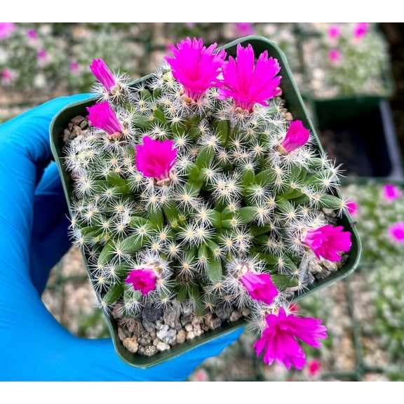 Desert Rose Trichodiadema Densum Live Plant in 4" Pot - Rare Succulent Houseplant, Easy Care Caudex Plant
