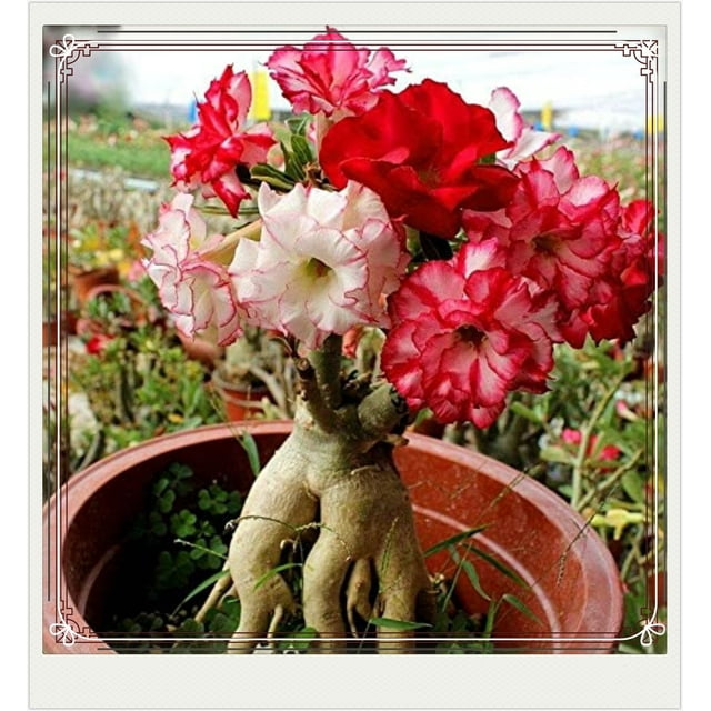 Desert Rose Tuber Desert Rose Plant Desert Rose Bulbs Desert Rose