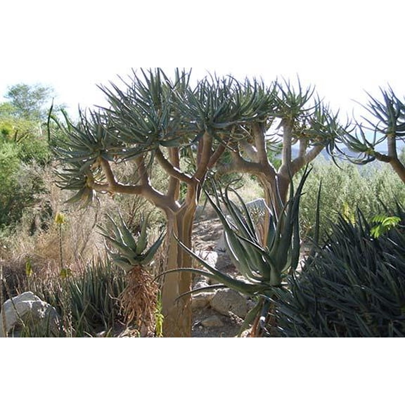Desert Tree- Fine Art Canvas Print (20" x 30")