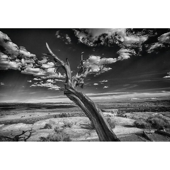 Desert Tree Poster Print by Sally Linden