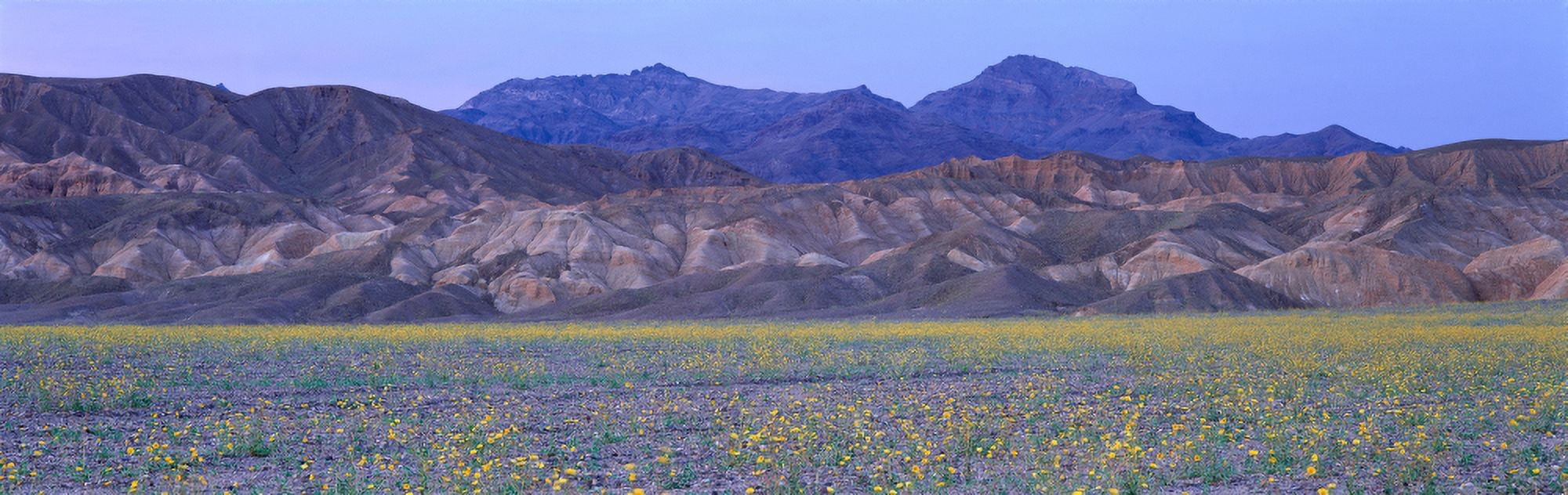 Desert Wildflowers Death Valley National Park Canvas Art - Panoramic Images (36 x 12)