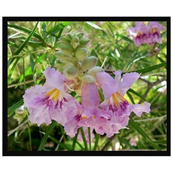 Desert Willow, Chilopsis Linearis, Tree/shrub 30 Seeds (Showy Flowers)