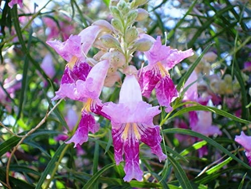 CZ Grain Desert Willow Tree Seeds