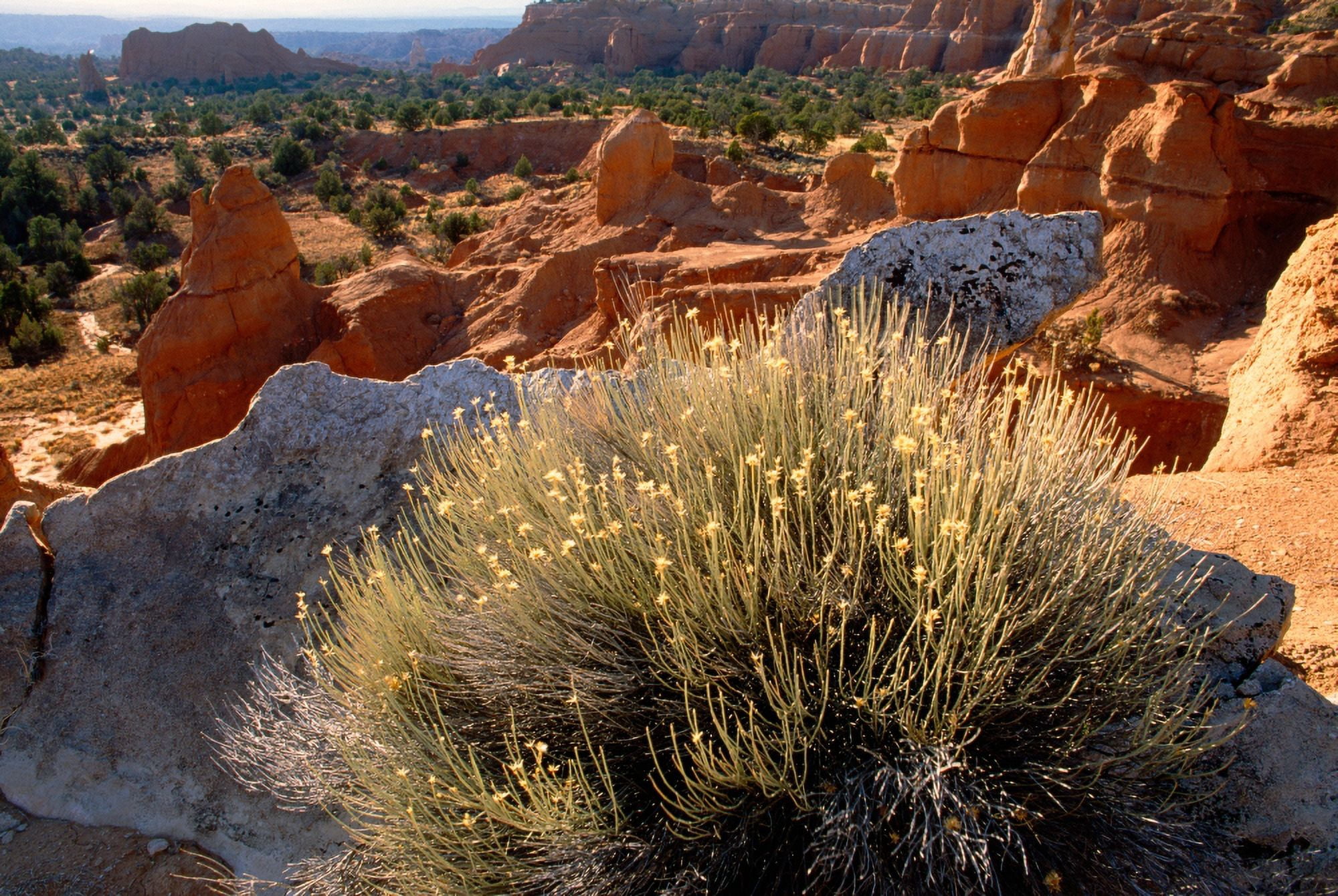 Desert landscape with sandstone formations Utah USA Canvas Art - Panoramic Images (27 x 9)