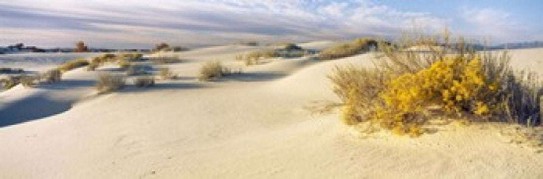 Desert plants in a desert White Sands National Monument New Mexico USA Canvas Art - Panoramic Images (18 x 6)