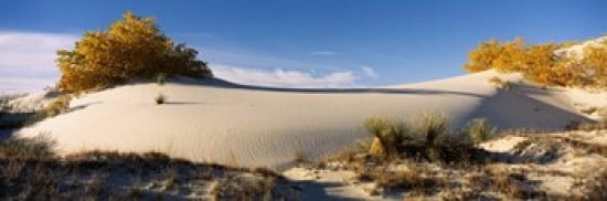 Desert plants in a desert White Sands National Monument New Mexico USA Canvas Art - Panoramic Images (36 x 12)