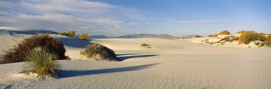 Desert plants in a desert White Sands National Monument New Mexico USA Canvas Art - Panoramic Images (36 x 12)