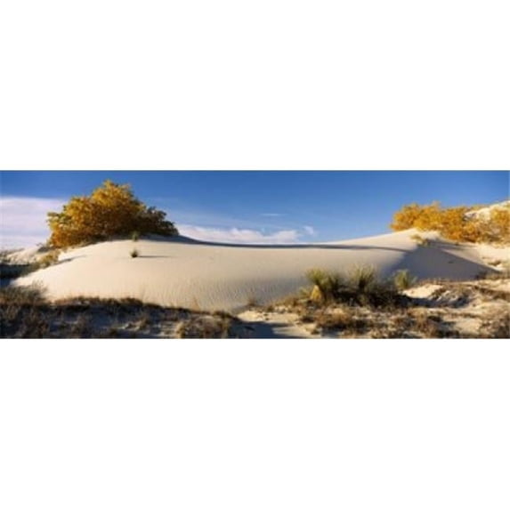 Desert plants in a desert White Sands National Monument New Mexico USA Poster Print by - 36 x 12
