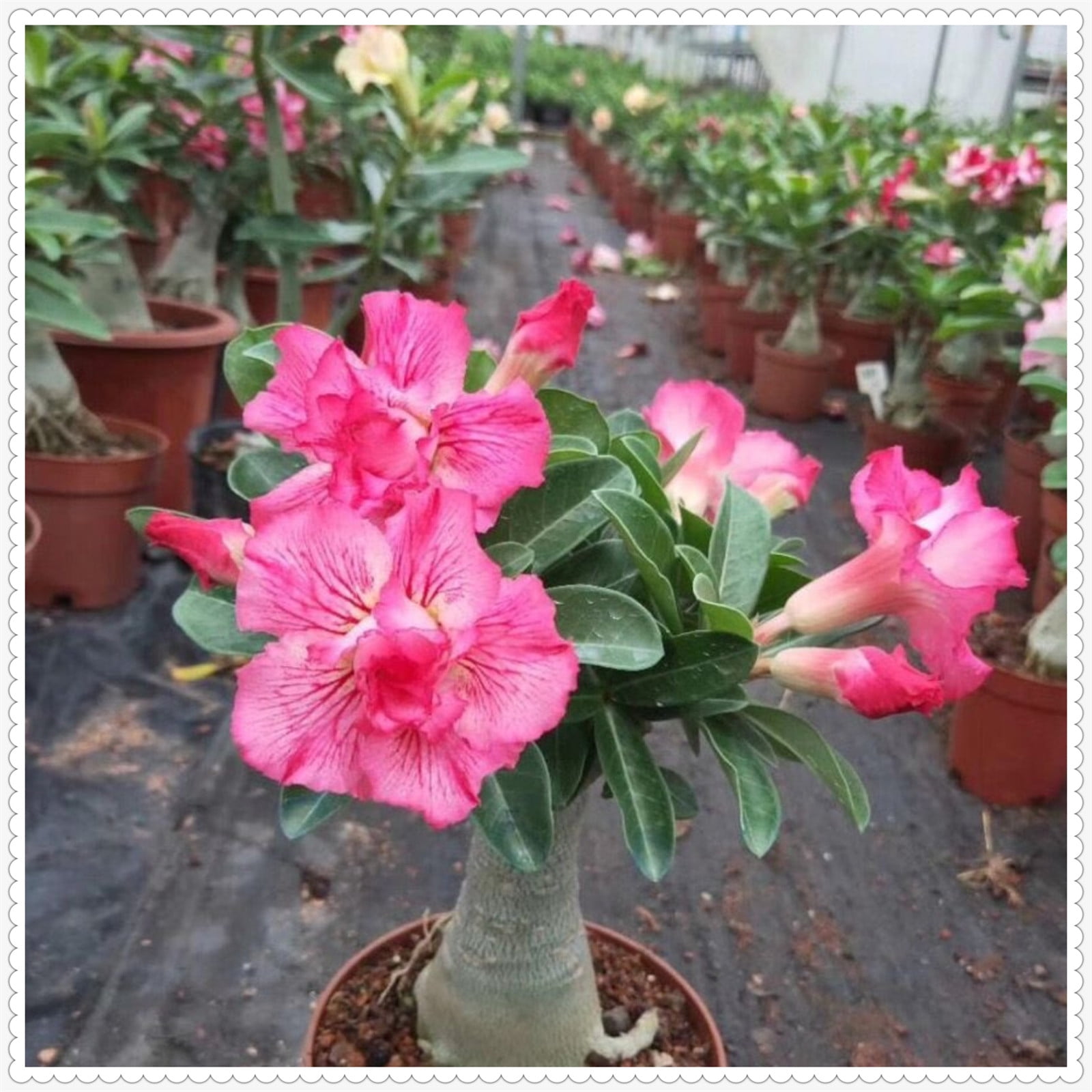 Desert rose bulbs bulk Desert rose plant live desert rose plants