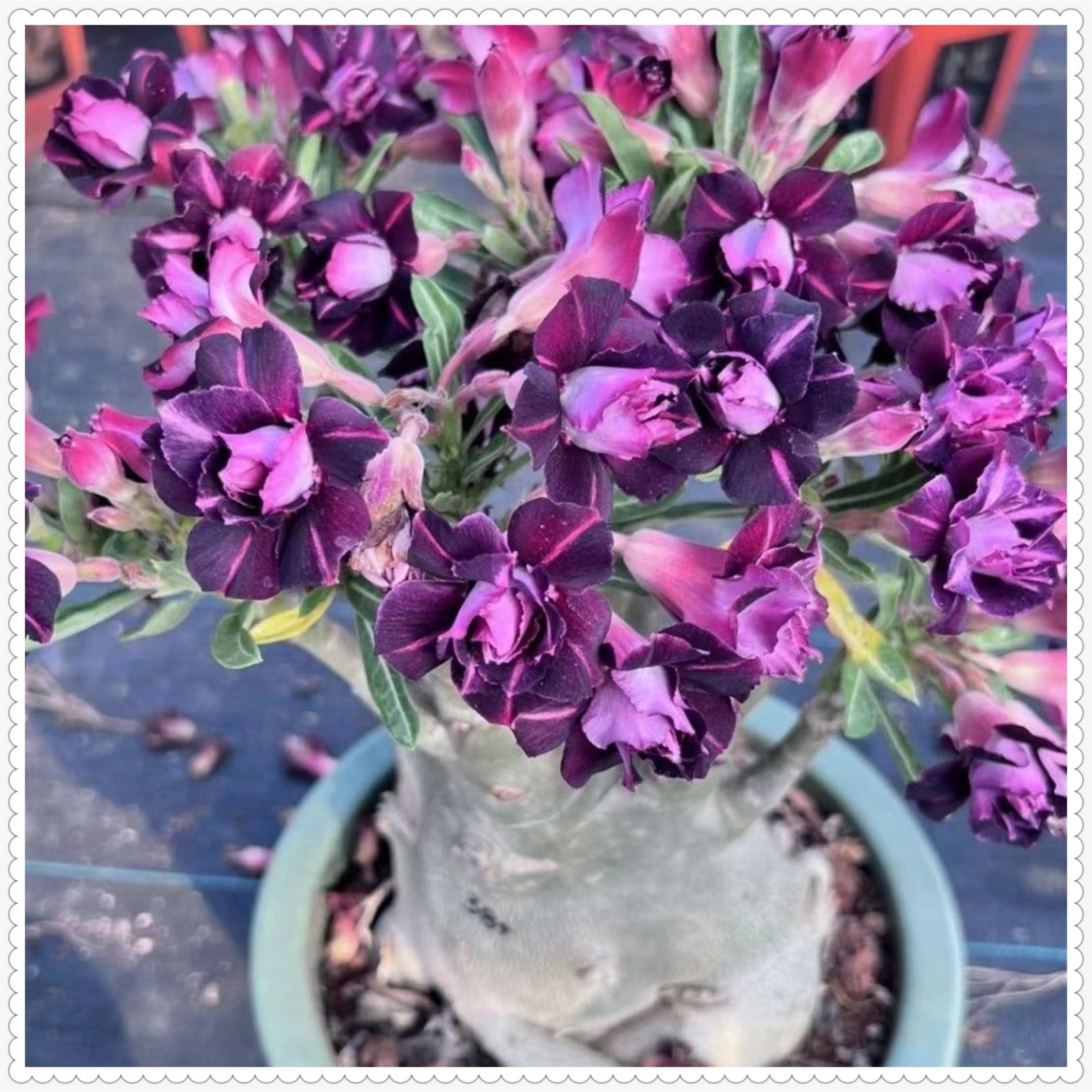 Desert rose bulbs bulk Desert rose plant live desert rose plants