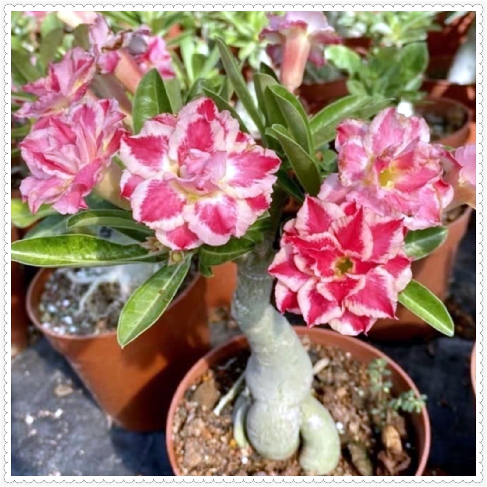 Desert rose bulbs bulk Desert rose plant live desert rose plants for sale desert rose