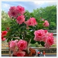 Desert rose plant live Desert Rose Tuber s Desert rose bulbs