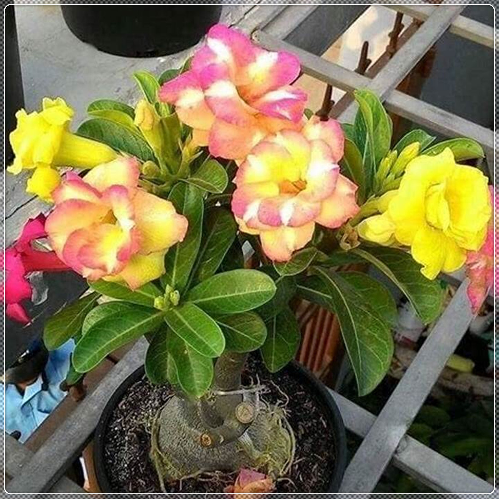Desert rose plant live desert rose plants for sale adenium obesum