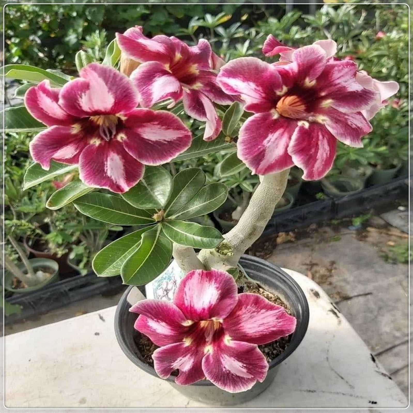 Desert rose plant live desert rose plants for sale adenium obesum