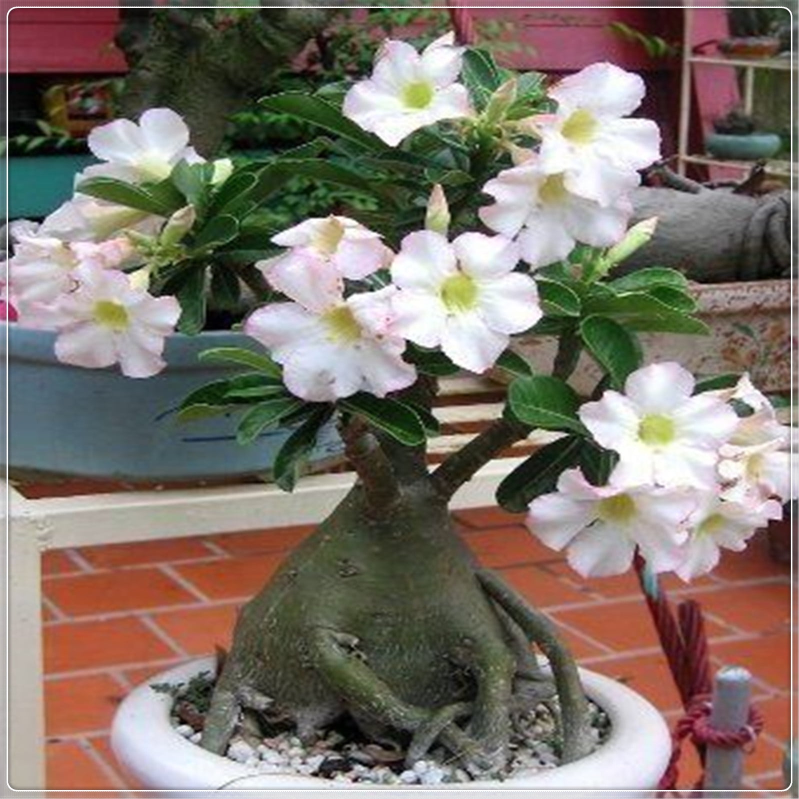Desert rose plant live desert rose plants for sale adenium obesum