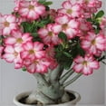 Desert rose plant live desert rose plants for sale adenium obesum