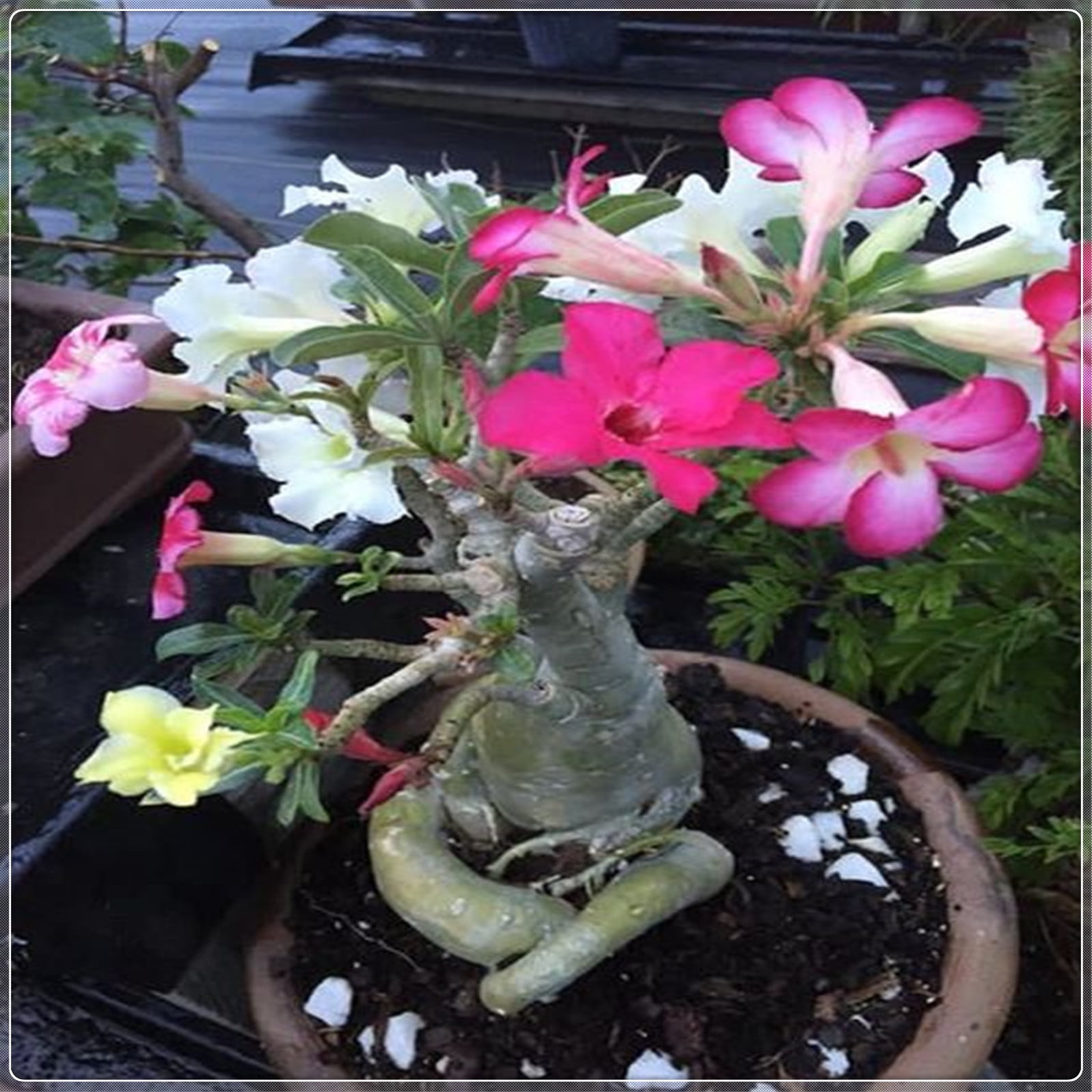 Desert rose plant live desert rose plants for sale adenium obesum