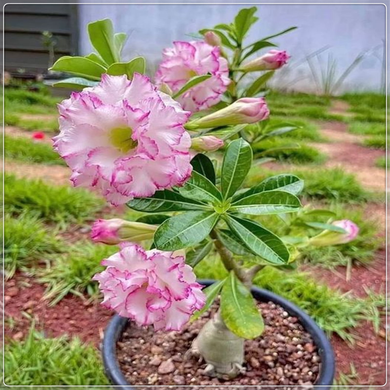 Desert rose plant live desert rose plants for sale adenium obesum