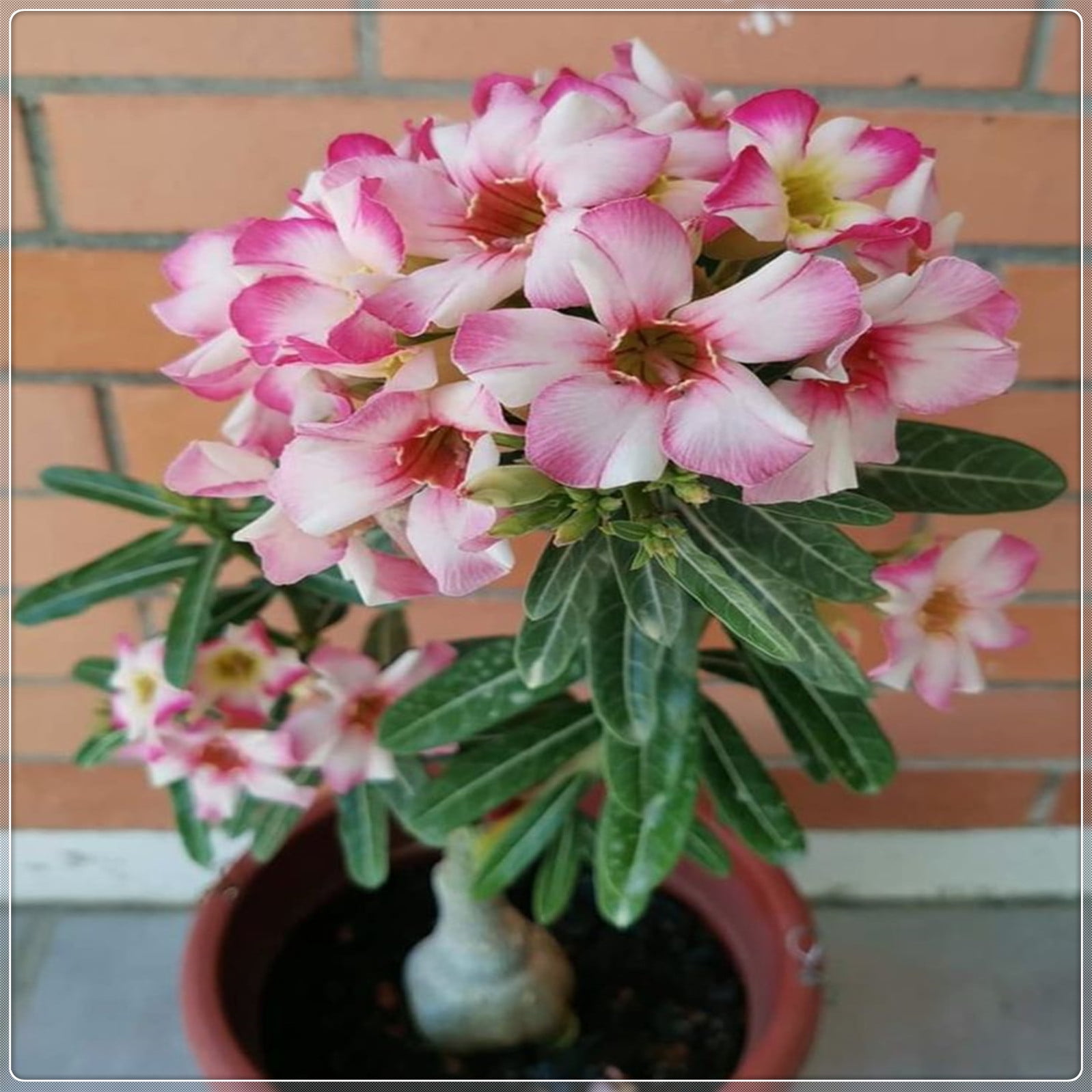 Desert rose plant live desert rose plants for sale adenium obesum