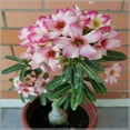 Desert rose plant live desert rose plants for sale adenium obesum