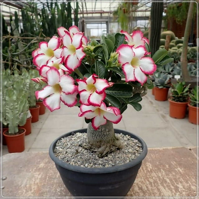 Desert rose plant live desert rose plants for sale adenium obesum