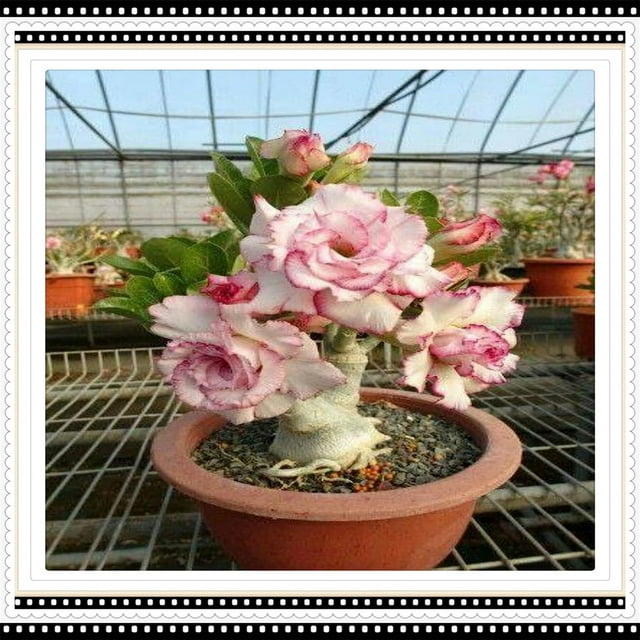 Desert rose plants for sale Desert rose live plant desert rose