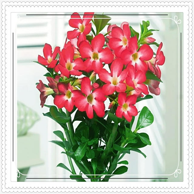 Can Desert Roses Be Planted Directly Into The Garden