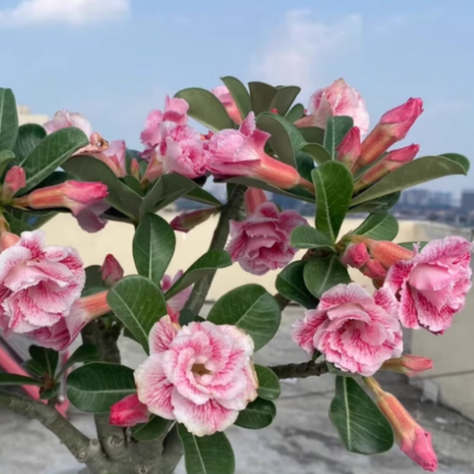 Desert rose seeds desert rose rhizomes potted plants indoor and