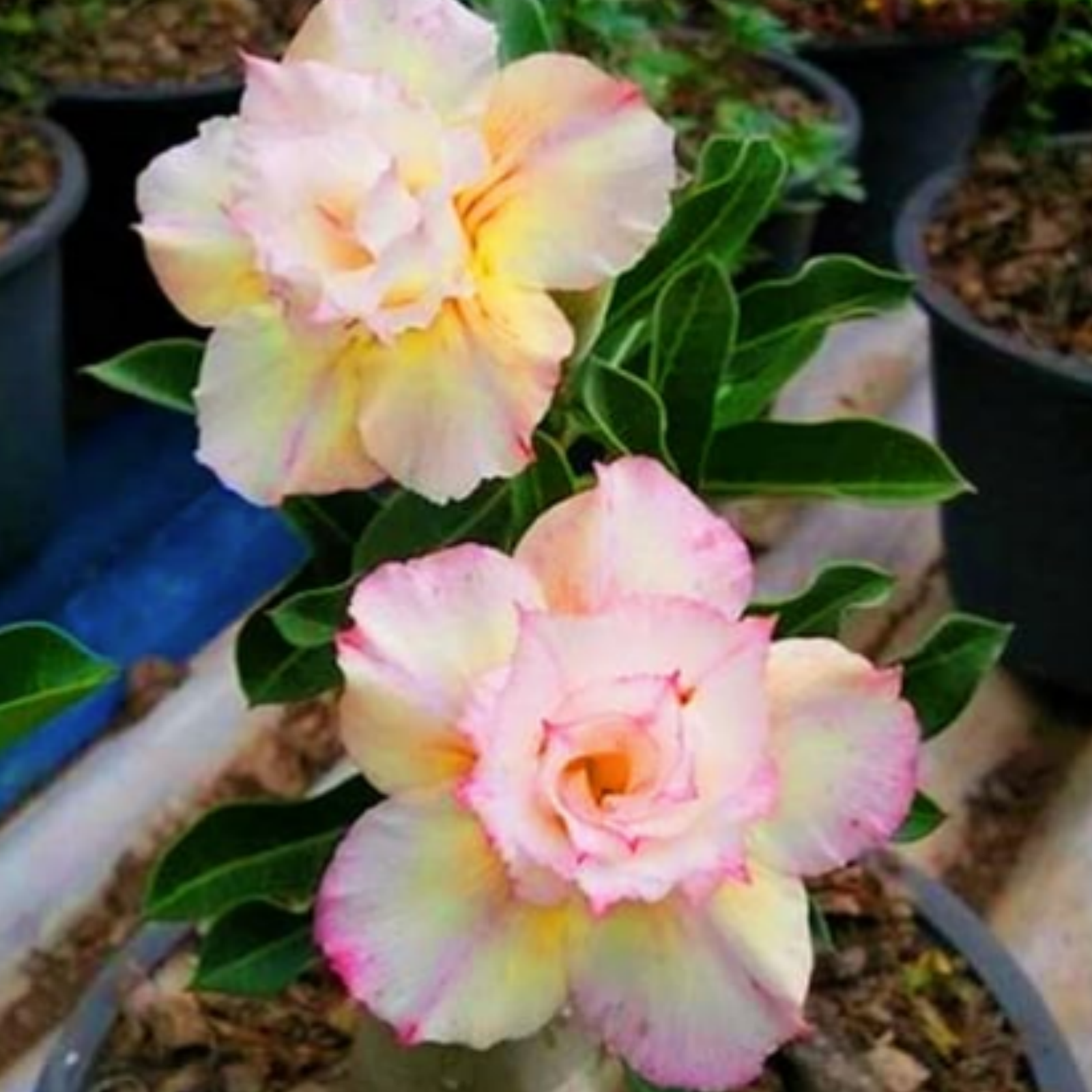 Desert roseS,Enjoyable Perennial Garden Pots Surprise to Bloom Year ...