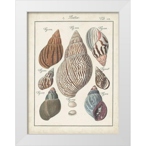 Deseve, Jacques 25x32 White Modern Wood Framed Museum Art Print Titled - Antique Shell Pair II