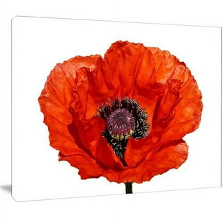Designart 'Poppy Flowers on Summer Meadow' Floral Framed Canvas Art Print - 20 in. Wide x 12 in. High