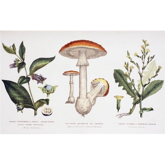 Design Pics Common Poisonous Plants Poster Print