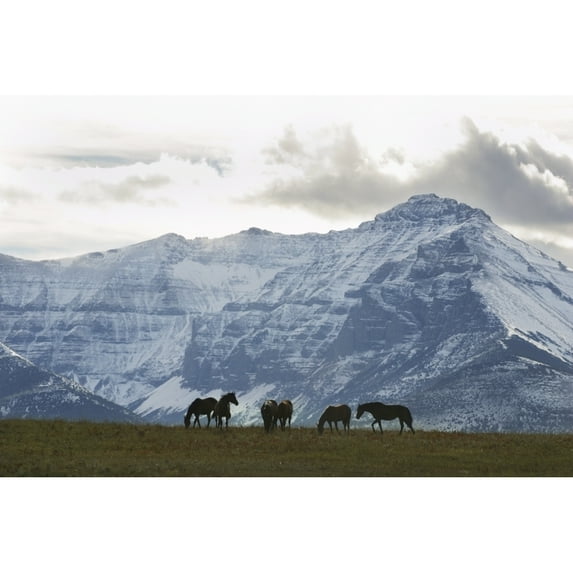 Design Pics DPI2020584 Horses & Mountains Southern Alberta Poster Print, 17 x 11