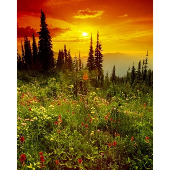 Design Pics DPI2024519 Mount Revelstoke National Park British Columbia Poster Print, 14 x 17