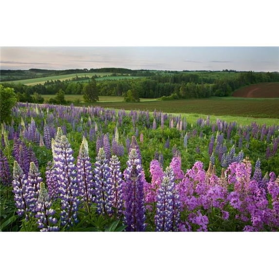 Design Pics DPI2026401LARGE Landscape of Lupins & Phlox Clinton Prince Edward Island Poster Print, 34 x 22 - Large