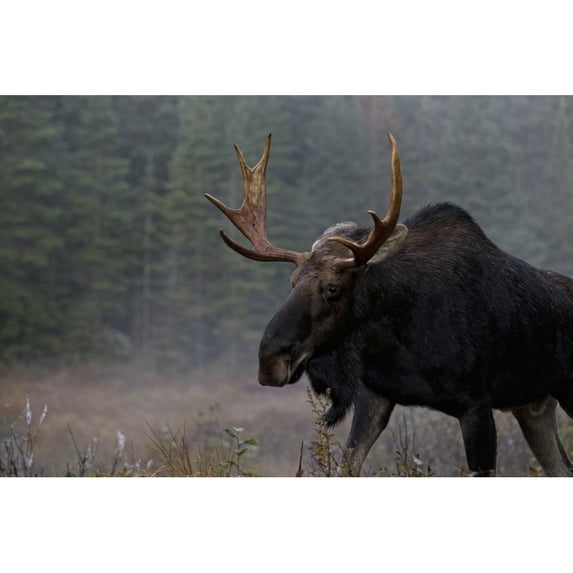 Design Pics DPI2037453 Moose Algonquin Provincial Park Ontario Poster Print, 17 x 11