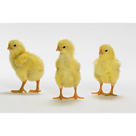 Design Pics DPI2066719 Yellow Chicks. Baby Chickens Poster Print, 17 x 11