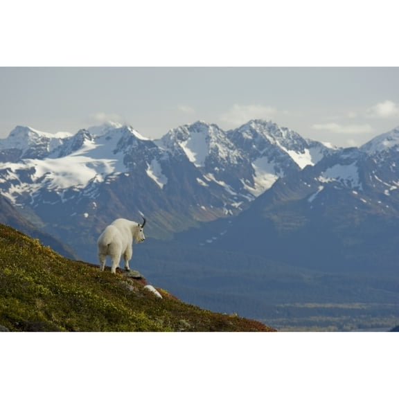 Design Pics DPI2100529 A Mountain Goat Stands On A Ridge with The Scenic Kenai Mountains in The Background During Autumn Kenai Peninsula Southcentral Alaska Poster Print, 17 x 11