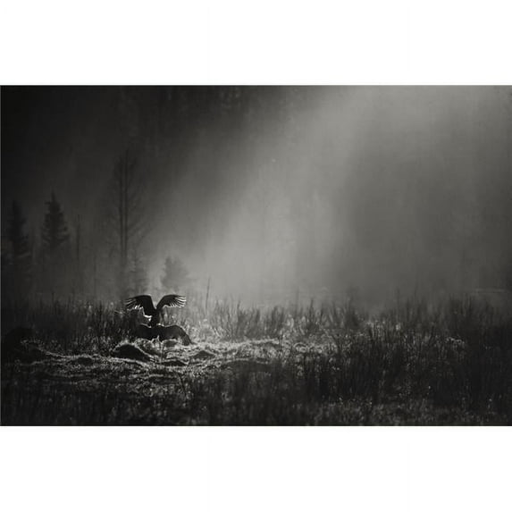 Design Pics DPI2327680LARGE Black & White Photo of Pair of Sandhill Cranes, Grus Canadensis Perform Their Mating Ritual - Rocky Mountain House Alberta Canada Poster Print, 38 x 24 - Large