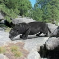 thumbnail image 1 of Design Toscano Grande Black Panther Statue, 1 of 5