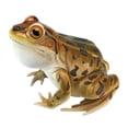 thumbnail image 1 of Design Toscano  Lester, the Leopard Frog Statue, 1 of 2
