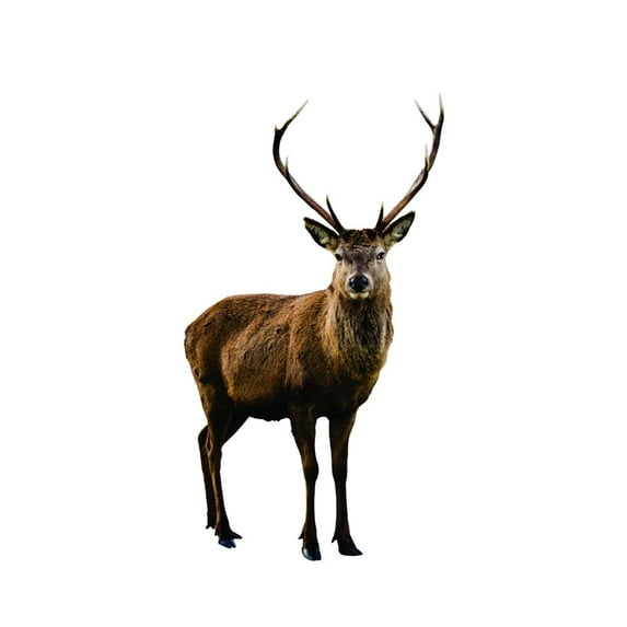 Design With Vinyl Artwork Color Picture Of Beautifl Deer Elk Wall Decal for Family - Doe Buck Hunting Hunt Outdoors Animals Themed Décor - Size: 4 In x 8 In