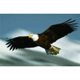 thumbnail image 1 of Design With Vinyl Artwork Flying Bald Eagle Bird Soaring Strength Wall Decal for Children - Highest-Flying Birds King Of Prey Themed Décor - Size: 8 In x 12 In, 1 of 3