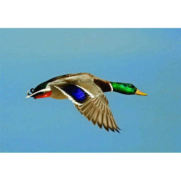 Design With Vinyl Artwork Flying Mallard Duck Handsome Wall Decal for Children - Ponds, Marshes, Streams, Lakes Themed Décor - Size: 15 In x 20 In