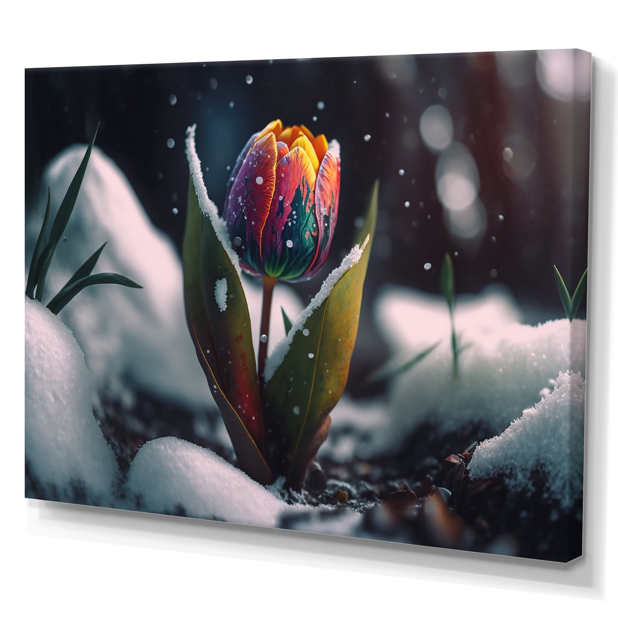 Designart A Blooming Multicolor Tulip Flower In Winter I Canvas Wall Art